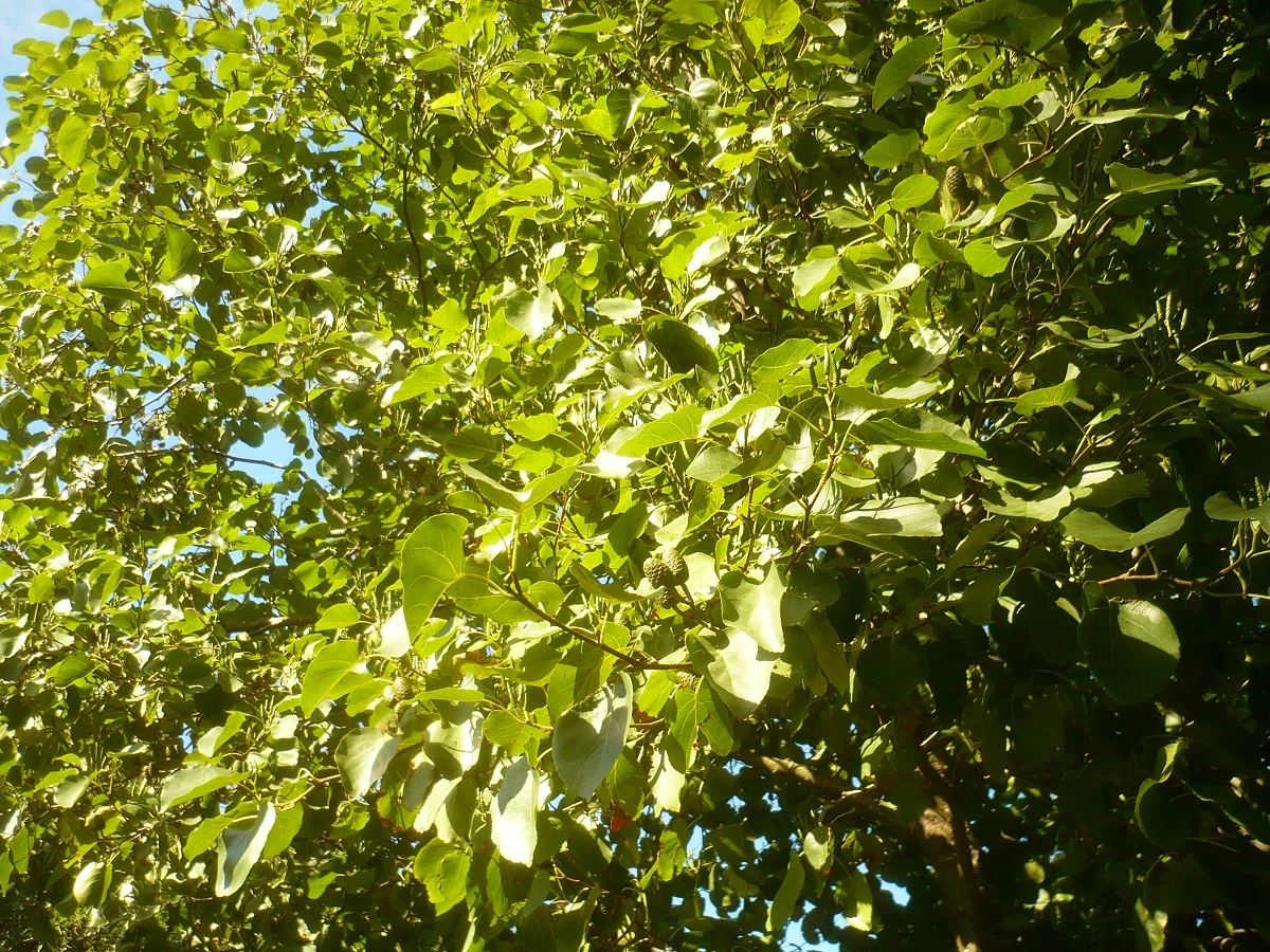 Alnus cordata (Betulaceae)